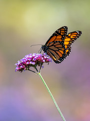 Monarch Butterfly