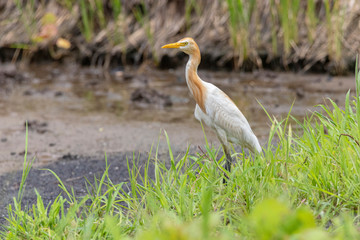 Cattle egret wandering in the farm land of  India ,Maharashtra