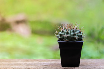 Close up view of cactus in pot on blurred green background in garden.