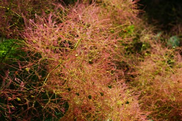 Landscape with blossoming meadow and wild flowers