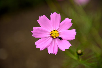 Obraz premium Cosmos flowers blooming in the park