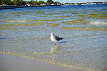 Bird is catching fish in Tampa bay