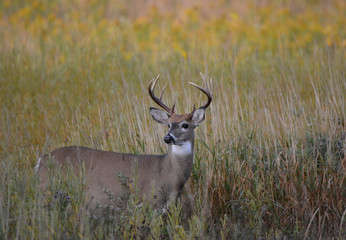 White Tailed Deer buck