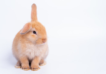 Brown bunny rabbit with different acting was isolated on white background with copy space.