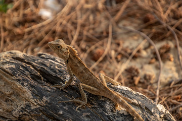 lizard on a stick