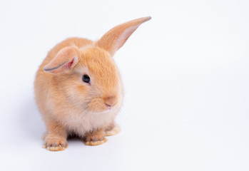 Brown bunny rabbit with different acting was isolated on white background with copy space.