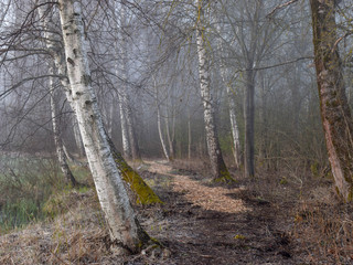 mist picture with tree silhouettes in the morning, beautiful mist on the lake, frost on the ground