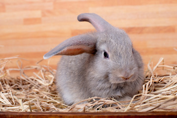 Gray bunny rabbit stay on straw and wood box with different action and wooden pattern background.