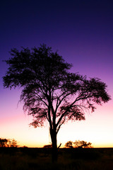 Fototapeta na wymiar Tree at dawn
