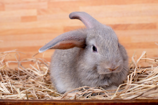 Gray bunny rabbit stay on straw and wood box with different action and wooden pattern background.