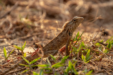 lizard on the ground