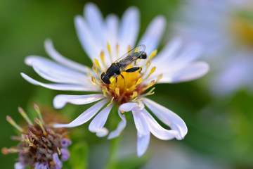Wasp on a white daisy flower. Chamomile and clover stamens. Macro