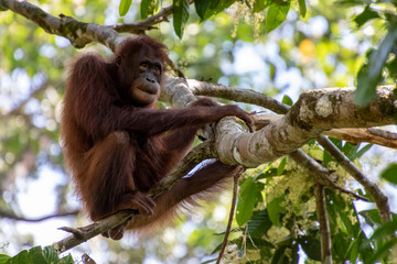 Orang utan