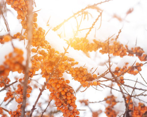 Orange Juicy Berry Fruits Hippophae. Winter season, sleep and sun, background,