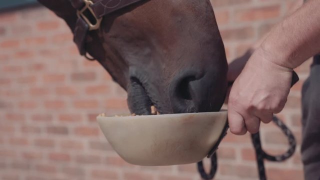 Feeding horse from bowl, close up, in farmyard