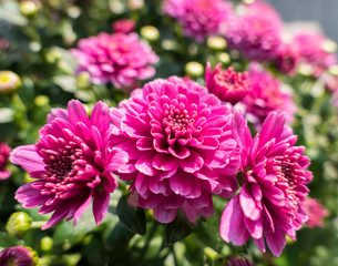 Dahlia flowers in full bloom