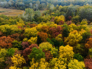 Fototapeta premium A wonderful view from the drone on a colorful autumn forest.