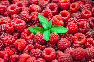 Fresh raspberries background closeup and mint leaves. Backdrop for your design . The concept of a healthy diet.
