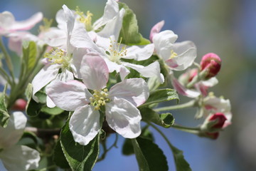 Obraz premium Fruits tree in flower