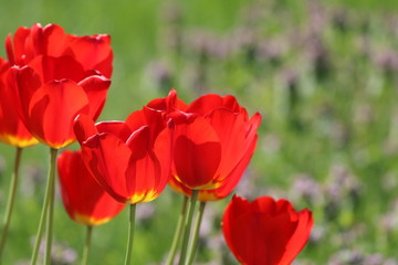 Obraz premium Red tulip