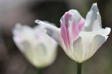 White tulip