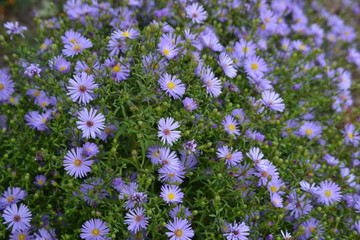 Blumen Garten Blüte
