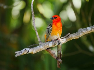 Red Cardinsl bird perching at Trou aux cerfs Curepipe Mauritius