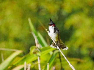 Red Whiskered Bulbul bird perching on green