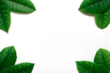 Naklejka na ściany i meble green leafs frame on white background.