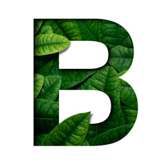 Leafs font B made of Real alive leafs with Precious paper cut shape of font. Leafs font.