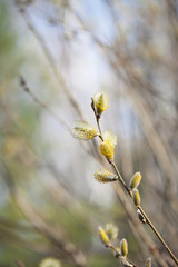 pussy-willow flowers in spring
