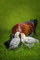 Cock with chicks in a meadow © DoraZett