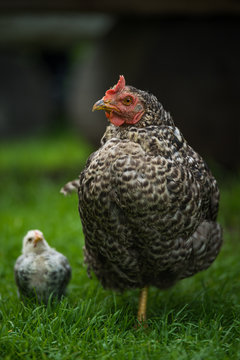 Hen with chicks in a meadow