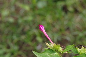 萎んでいるオシロイバナの花