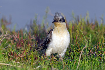 Häherkuckuck (Clamator glandarius) in Griechenland - Great spotted cuckoo in Greece
