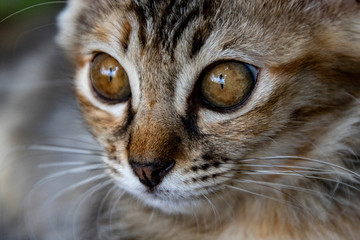 close up of a cat