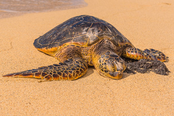 Sea turtle sleeping on the sand by ocean