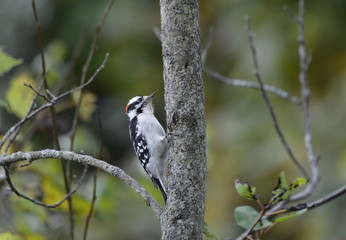 Downy Woodpecker