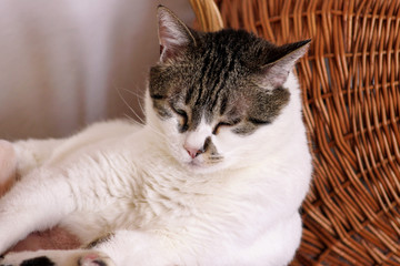 Portrait of lovely cat at home. View close up of cute beautiful domestic cat lying, rests, enjoys and sleeps in living room of house. Domestic animal, pet concept. Happy life of cat. Pet shop.