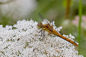 Ruddy Darter dragonfly (Sympetrum sanguineum) female resting on a Yarrow (Achillea millefolium) flowerhead, Rutland Water, Leicestershire, England, UK.