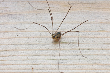 Harvestman Spider, Rutland Water, Leicestershire, England, UK. - obrazy, fototapety, plakaty