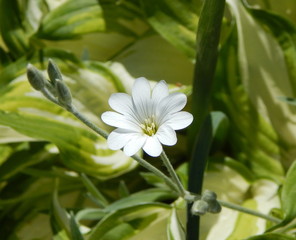 White flower in the Botanical garden on the background of green grass