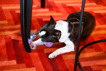 Boston Terrier sweet dog breed is playing and enjoys with his favorite toy, violet ball for dogs on...