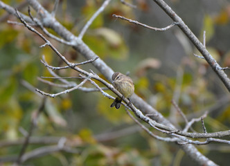 Palm Warbler bird