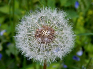 Dandelion in the summer in the Park on the background of green grass closeup