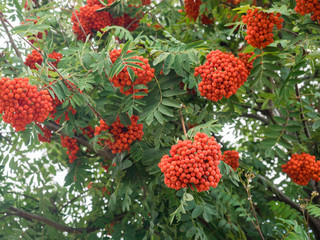 Zahlreiche reife Trauben der Eberesche hängen an Ästen eines Baumes.