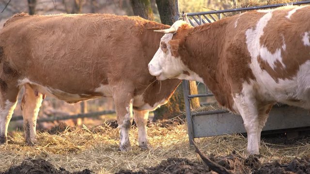 Una fattoria &egrave; un insediamento rurale che comprende svariate strutture, dedicato alla produzione di generi alimentari (agricoltura e allevamento), a quella delle fibre e a quella dei combustibili. 