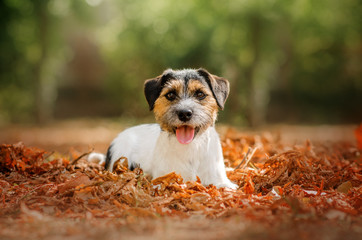jack russell terrier dog beautiful portrait autumn park