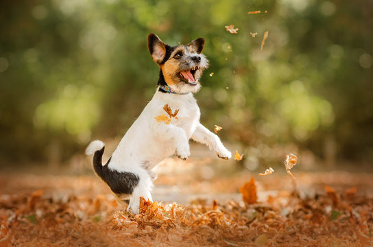 jack russell terrier dog beautiful portrait autumn park