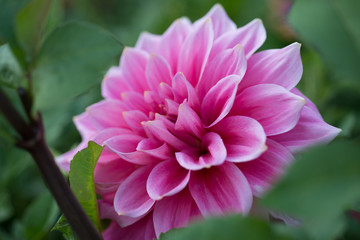 Obraz premium Pink Dahlia Flower Close-up